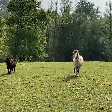 Bed & Breakfast La Douceur De La Miclette Ellezelles